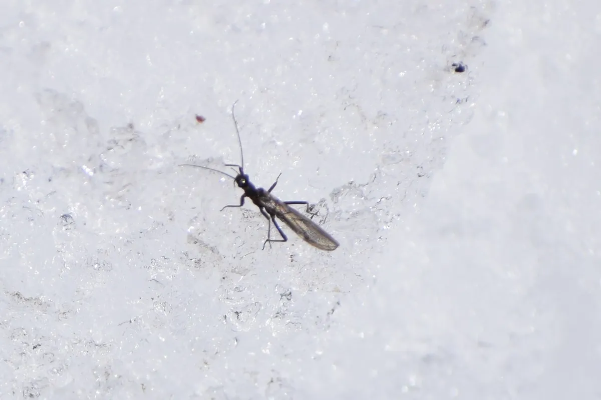 Slender Snowfly - photo 3