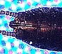 Capnia lineata - photo 3