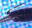 Capnia lineata - photo 4