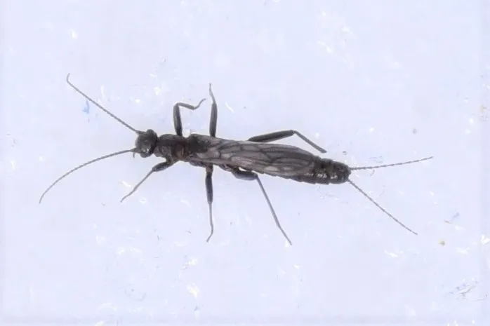 Dwarf Snowfly - photo 2