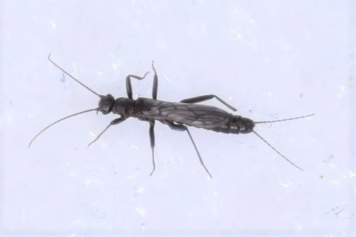 Dwarf Snowfly - photo 3