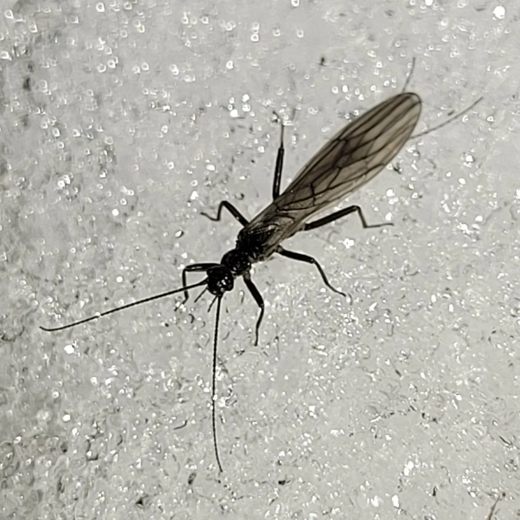 Capnia nigra - photo 2