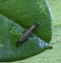 Capnia promota