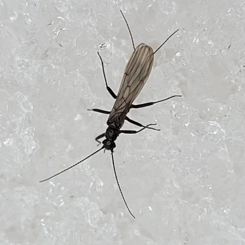 Widow Stonefly
