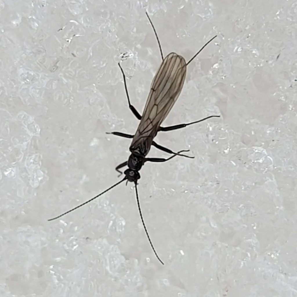Widow Stonefly - photo 2