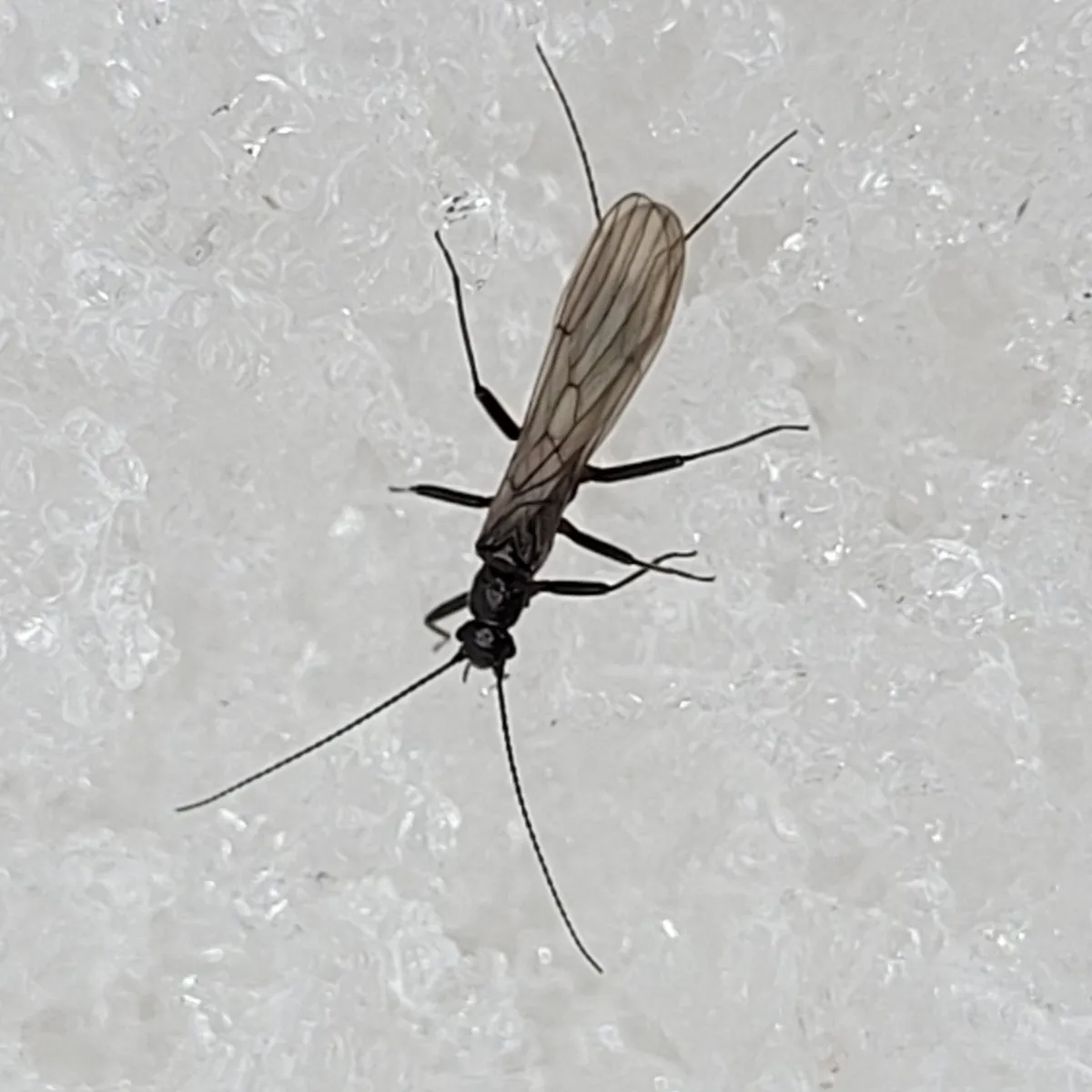 Widow Stonefly - photo 3