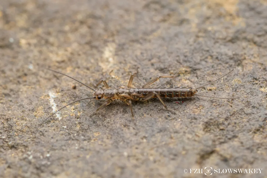 Capnia zijinshana - photo 2