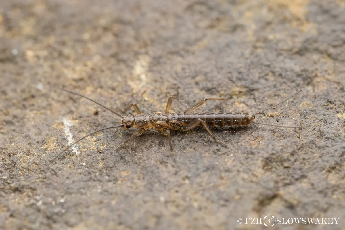 Capnia zijinshana - photo 3