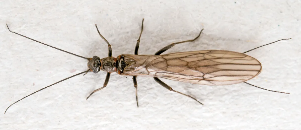 Small Winter Stoneflies - photo 2