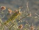 Arizona Longwing - photo 2