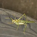 Arizona Longwing - photo 3