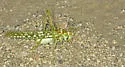Arizona Longwing - photo 4