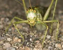 Arizona Longwing - photo 5