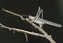 Slender Longwing - photo 2
