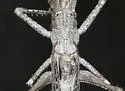 Slender Longwing - photo 3