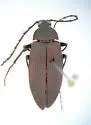Capnochroa fuliginosa - photo 2