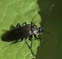 Capnochroa fuliginosa - photo 3