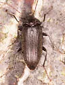 Capnochroa fuliginosa - photo 4