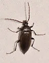 Capnochroa fuliginosa - photo 5