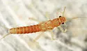 Capnura manitoba