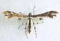 Evans' Plume Moth - Hodges#6095