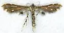 Evans' Plume Moth - Hodges#6095 - photo 2