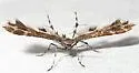 Evans' Plume Moth - Hodges#6095 - photo 3