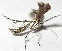 Evans' Plume Moth - Hodges#6095 - photo 4