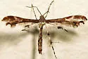 Evans' Plume Moth - Hodges#6095 - photo 5