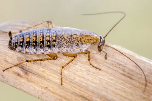 Capraiellus panzeri