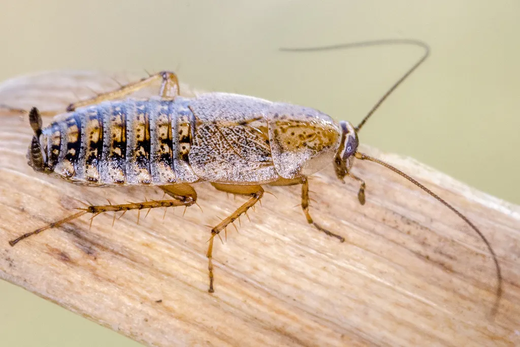 Capraiellus panzeri - photo 3