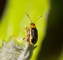 Capraita circumdata - Capraita circumdata