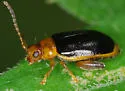 Capraita circumdata - photo 2