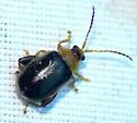 Capraita circumdata - photo 4