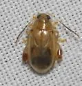Capraita nigrosignata