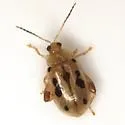 Capraita nigrosignata - photo 2
