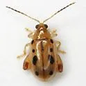 Capraita nigrosignata - photo 3