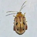 Capraita nigrosignata - photo 5