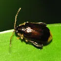 Capraita obsidiana