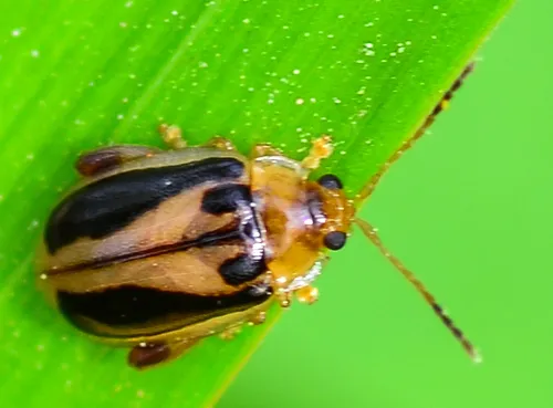 Capraita pervittata