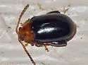 Capraita quercata