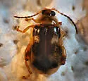 Capraita scalaris