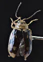 Capraita scalaris - photo 2