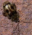 Capraita scalaris - photo 3