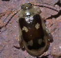 Capraita scalaris - photo 4