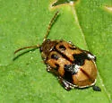 Capraita sexmaculata
