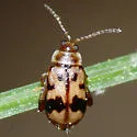 Capraita sexmaculata - photo 2
