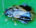 Capraita sexmaculata - photo 3