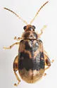 Capraita sexmaculata - photo 4