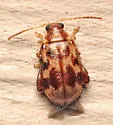 Capraita sexmaculata - photo 5